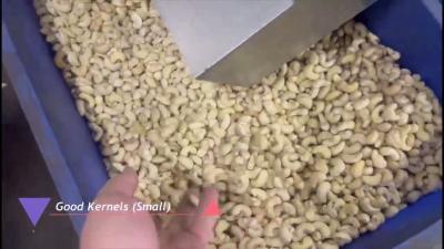 Cina Macchina per la selezione del noce di alta capacità in acciaio inossidabile 304 SS con 12 punti vendita intelligenti e sistema di classificazione basato sull'IA in vendita