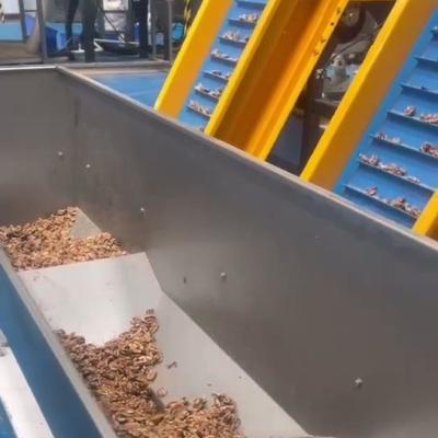 Cina Macchina per la selezione del nocciolo di nocciola multi-grado con 8 corsie e 12 sbocchi in vendita