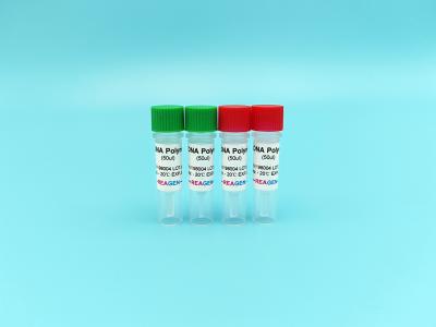 Cina KOD DNA polimerasi 95% sensibilità -30 -15C Reagente di stoccaggio per la biologia molecolare in vendita