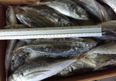 China 50/60 PCS and 100/200 gram Taiwan FROZEN land saurels trachurus japonicus for sale