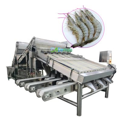 China Balaam Multi Fish Sardine Processing Plant Prawn Grading Machine Prawn Grader Equipment Grade Sorter for sale