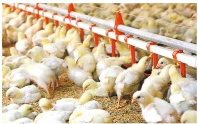 中国 飲みシステム 完全に自動 鶏飲み機 ブロイラー鶏飲み機 オーダーメイド 販売のため