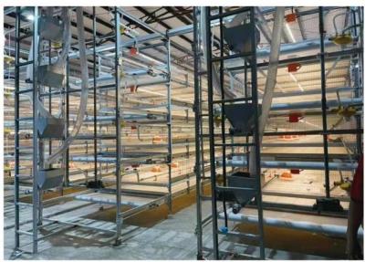 China Automatic Harvesting Broiler Cage Steel Poultry Houses for sale