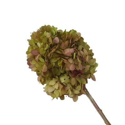 China 2020 Touch Yunnan Natural High Quality Most Popular Preserved Flower Preserved Hydrangea For Wedding Decoration for sale