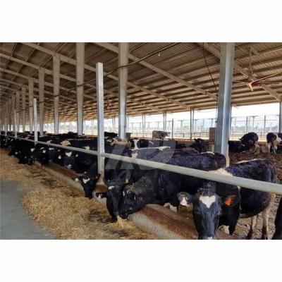 China Q235B Q355B Steel Structure Cow Shed Economical Steel Frame Farm Buildings For Cow / Cattle Care for sale