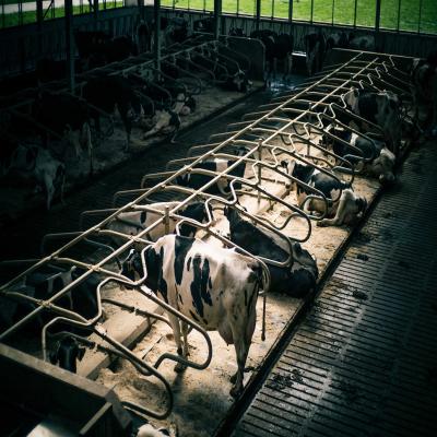 China Prefab Steel Structure Warehouse , Metal Dairy Barn Building for sale
