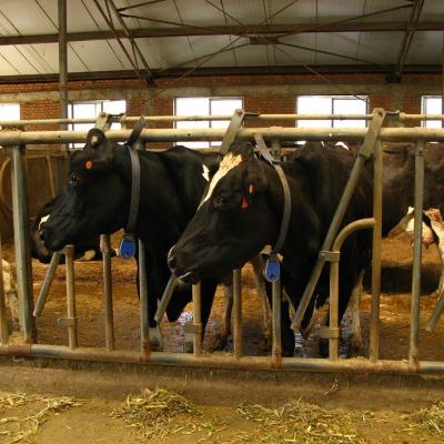 China Modern Light Steel Frame Horse Barns , Steel Structure Building Cattle Shed for sale