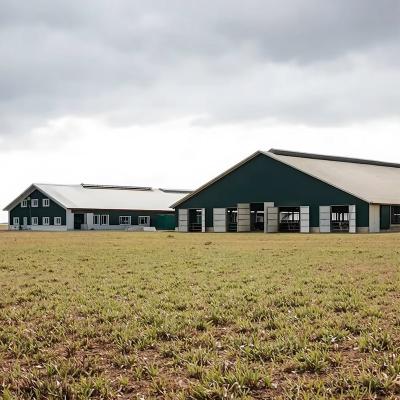 China New Design Low Cost Steel Structure Cow Shed Prefab Steel Farm Building for Livestock steel structure cow shed for sale