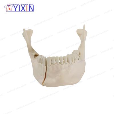 China Detailed Anatomy Structures Human Lower Jaw Model With Removable Tooth Natural Size Skeleton Anatomical Model For Dental And Medical Teaching for sale