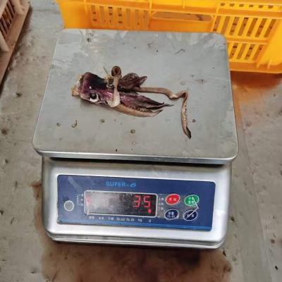 China Good quality nutritious frozen black squid head tentacle for sale
