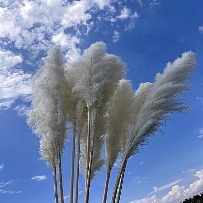 China Boho Wedding Party Boho Wedding Party Decor Pampas Grass Large Natural Fluffy Rush Natural Dry Phragmites Real Dry Pampas Grass for sale
