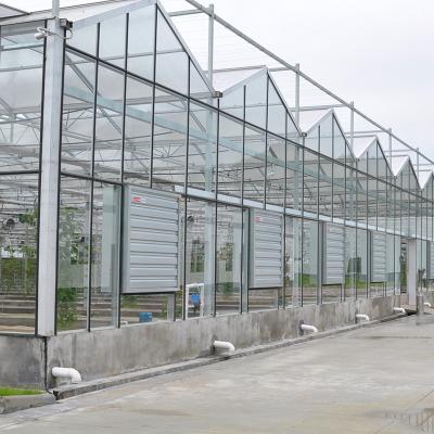 China Agricultural Large Tunnel Custom Venlo Multi-span Tempered Glass Greenhouse for sale