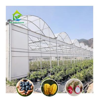 China Large Tunnel Custom Multi-span Plastic Blueberry Growing Greenhouses for sale