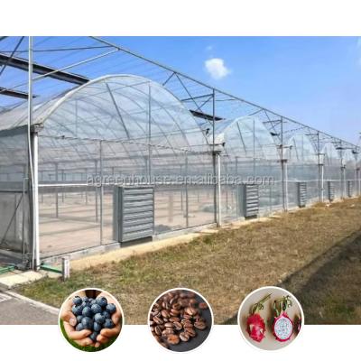 China Hot Sale Poly Tunnel Agricultural Multi-span Plastic Film Blueberry Greenhouse for sale