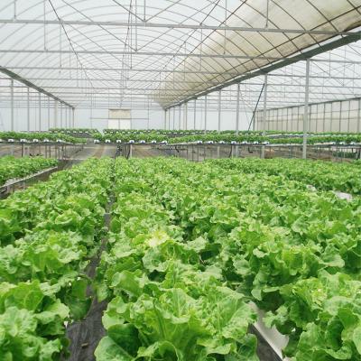 China Cheap Price Vegetable Growing Poly Tunnel Agricultural Greenhouse for Sale for sale