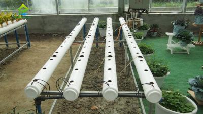 Cina Sistema idroponico Soilless automatico amichevole di ECO per gli ortaggi freschi in vendita