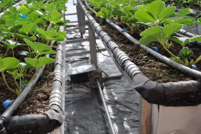 Cina Sistema di coltivazione verticale automatico parteggiato del sistema idroponico Soilless del PVC della scala in vendita