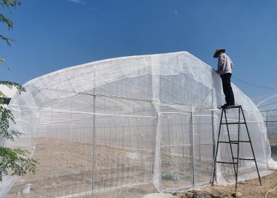中国 8×6 価値温室 防天 紫外線耐性 商業用・家庭用庭園用 販売のため