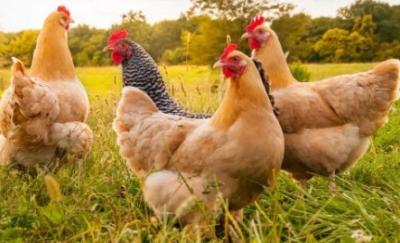 China GMP Chelatrix Layer C5232k Granular Form Chelatrix Layer Feed Extends Peak Egg for sale