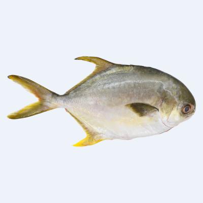 China NATURE pomfrets good quality frozen golden fish for sale
