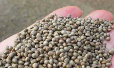 China 2 - semillas grises naturales del Perilla de los productos agrícolas del tamaño de 3m m para el aceite en venta