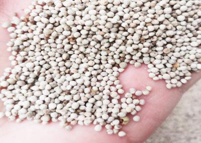 China Sésamo salvaje de la pequeña de pájaro de la pureza elevada de la comida semilla blanca del Perilla para la alimentación de los pájaros en venta