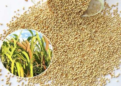 China Sabor original amarillo de la comida de pájaro del mijo de Broomcorn pequeño para el pájaro amarillo en venta