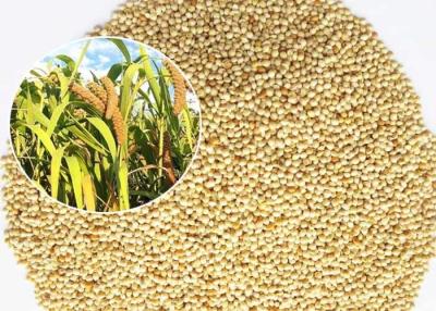 China Mini comida de pájaro del tamaño para los pequeños pájaros, calidad blanca del premio de la semilla del mijo en venta