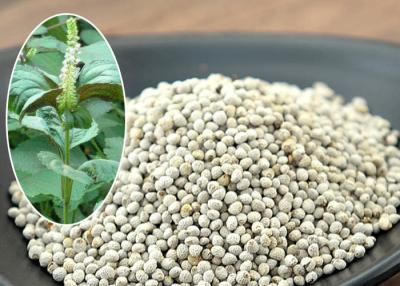 China El pequeño Perilla de la comida de pájaro de la forma redonda siembra el tipo 100% atracción de la naturaleza en venta