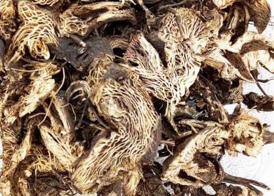 Κίνα Ανοικτό γκρι καφετής ακατέργαστος τύπος ρίζας Cohosh χρώματος μαύρος που τεμαχίζεται ή ολόκληρη μορφή προς πώληση