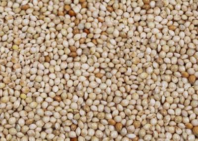 China Semilla del mijo del canto pequeña comida de pájaro Eco gusto amistoso de Attractant de las materias primas en venta
