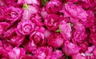 China Rose secada florece el té condimentado té de la fruta de la flor para la menstruación de regulación en venta