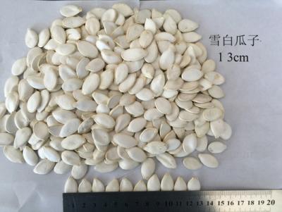 China Semilla de calabaza asada pureza del 99% en venta
