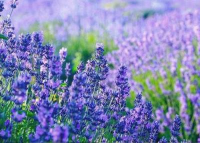 Κίνα Lavender Revitalizer 30ml δερμάτων φυσικό εκχύλισμα φυτού πετρελαίου προς πώληση