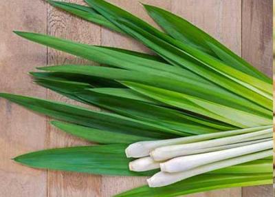 Κίνα Lemongrass εξουδετέρωσης της κακοσμίας πέψης FDA ουσιαστικό πετρέλαιο προς πώληση