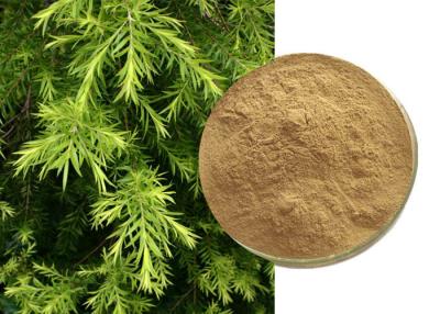 Κίνα Φυσικό γεωργικό Artemisia καλλυντικών απόσπασμα Annua προς πώληση