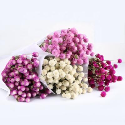 China Natural Beautiful Dried Nigella Orientalis Gomphrena Dried Flowers For Decoration In Festivals for sale