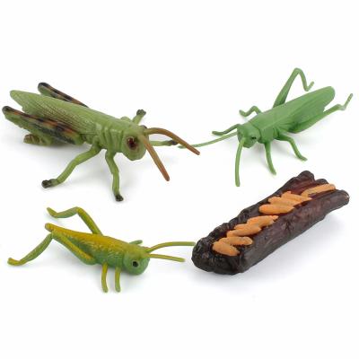 China 4 PCS Realistic Insect Locust Animal Life Cycle Model Figure Cake Toppers Learning Development Toys for Boys Girls Kids for sale