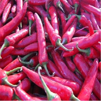 Cina Erjingtiao Pepper Ingredienti peperoncini caldi 8000-12000shu per le esigenze del cliente in vendita