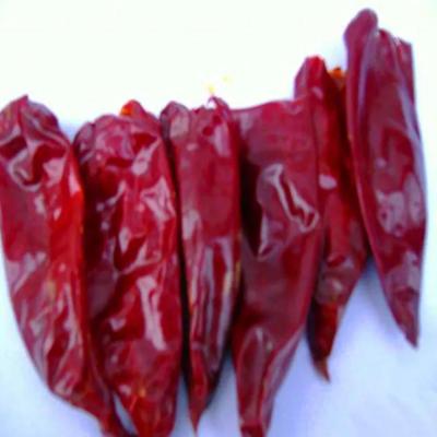 中国 7-15cm 長さ Yidu チリ 濃い辛口 チリの味 乾燥した冷たい場所に保管する 販売のため