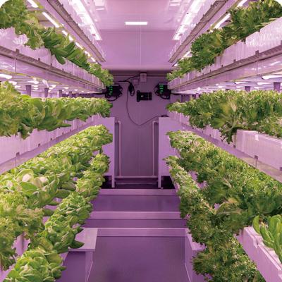 China Stable Structure Easily Assembled Freight Farming Hydroponics Greenhouse Vertical Shipping Urban Freight Farm for sale