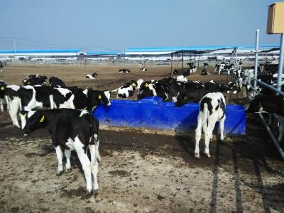China Hoog - kwaliteitsweiland 4m Blauw Thermo zes-Gat die Waterer voor dieren (met dekking en ballen) drinken die van LLDPE worden gemaakt Te koop