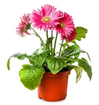 China Manufactures wholesale PP plastic material flower container pots à venda