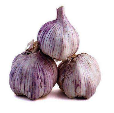 China 2021 5.0cm Fresh Black Garlic 3p Chinese Pure White Normal White Garlicgarlic for sale