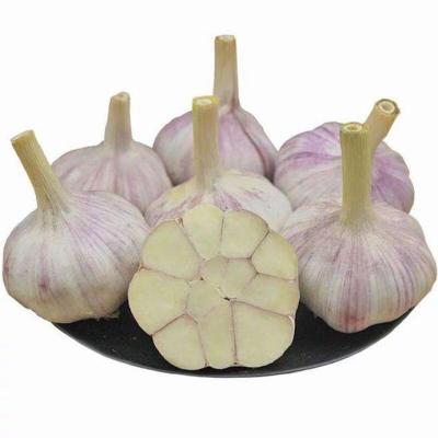 China Wholesale 5.5cm Garlic Powder Garlic Factory Fresh Normal White Garlic for sale