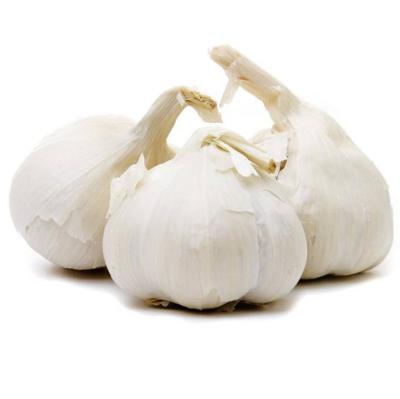 China Chinese high quality black garlic export fresh garlic fresh garlic for sale