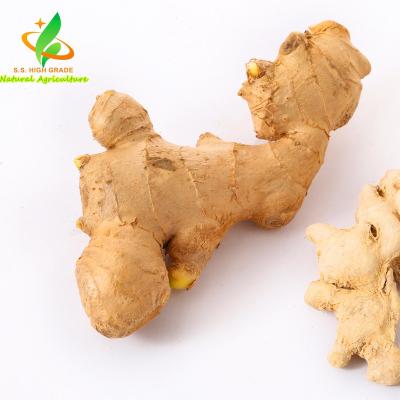 China New cultivation of fresh high quality fresh ginger for sale