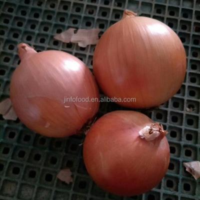 China Sallot red onion of small fresh round and white for sale