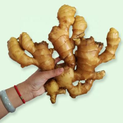 China Fresh Healthy Nigerian Ginger Professional Supplier With Competitive Price for sale