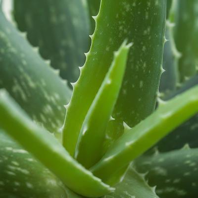 China Aloe-Gehalt ≤ 0,5% Aloe-Pulver aus Pflanzen zur Hautpflege GB/T 26804-2014 zu verkaufen